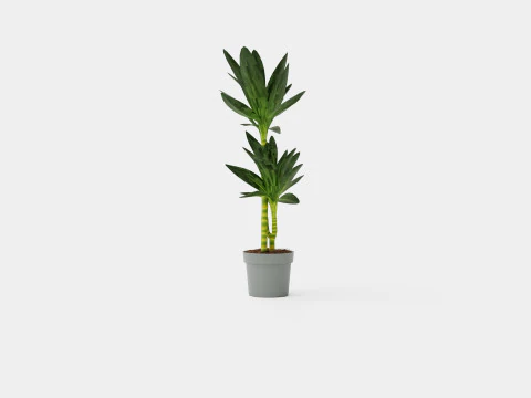 Dracaena Janet Lind 3D Model