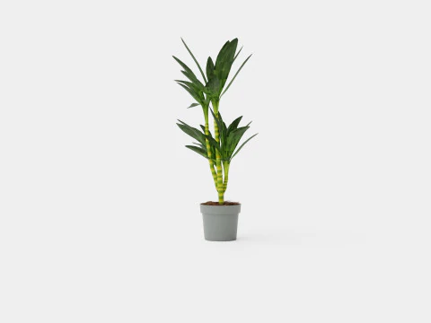 Dracaena Janet Lind 3D Model