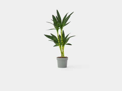 Dracaena Janet Lind 3D Model