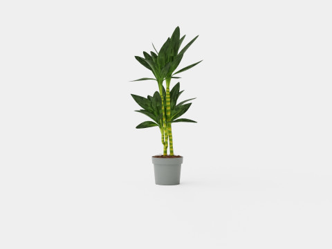 Dracaena Janet Lind 3D 模型