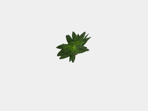 Dracaena Janet Lind 3D Model