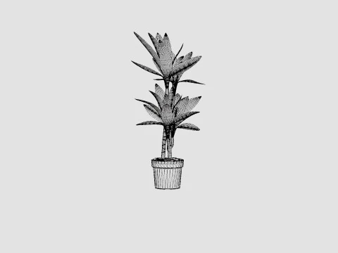 Dracaena Janet Lind 3D Model