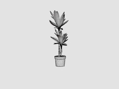 Dracaena Janet Lind 3D Model
