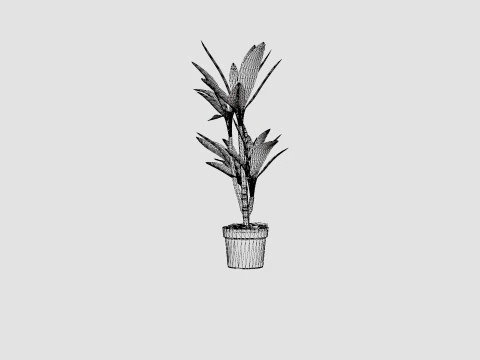 Dracaena Janet Lind 3D Model