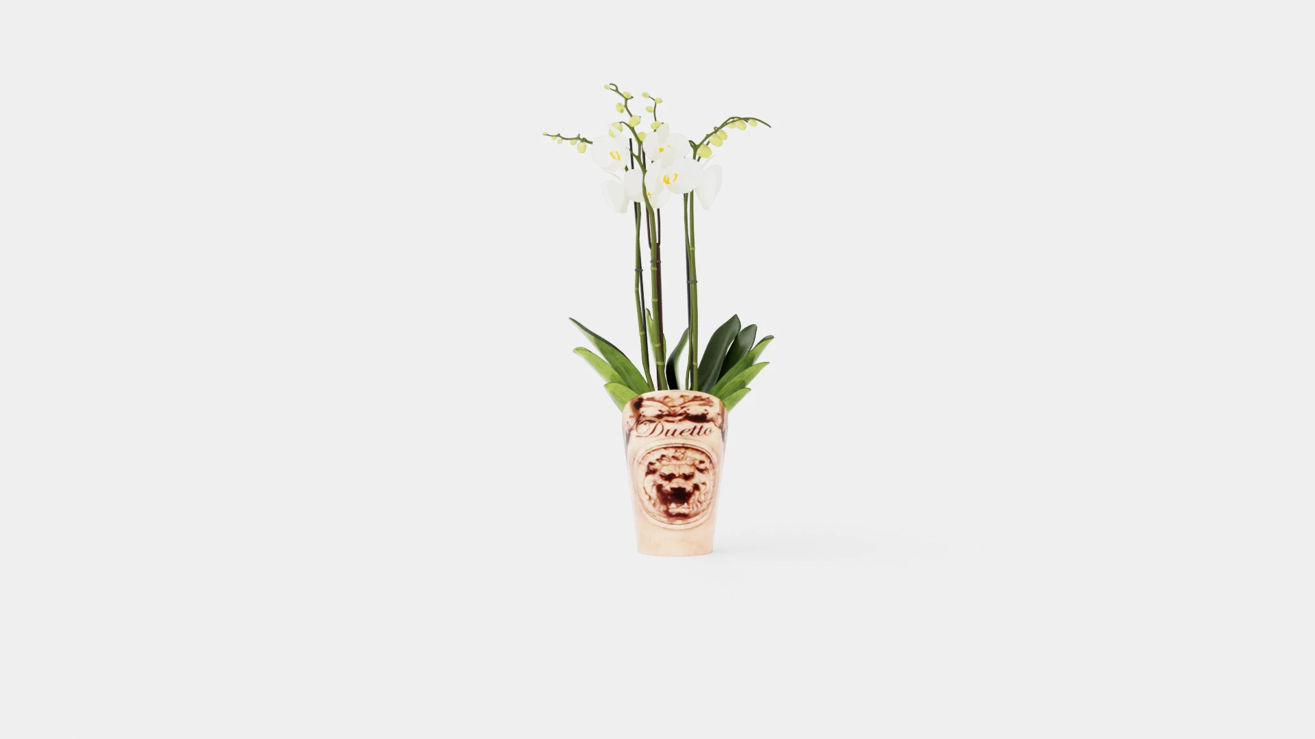 Phalaenopsis hybrid Duetto 4 branch 3D Model .c4d .max .obj .3ds .fbx .stl .blend