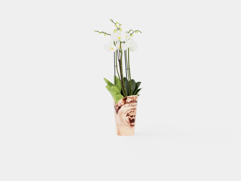 Phalaenopsis hybrid Duetto 4 branch Modelo 3D