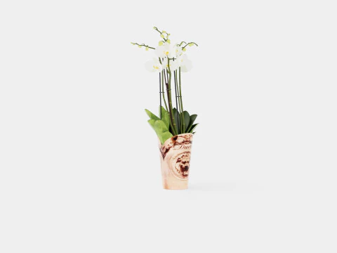 Phalaenopsis hybrid Duetto 4 branch 3D Model