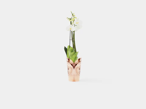 Phalaenopsis hybrid Duetto 4 branch 3D Model