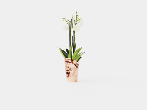 Phalaenopsis hybrid Duetto 4 branch Modelo 3D