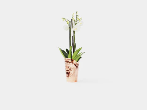 Phalaenopsis hybrid Duetto 4 branch 3D Model