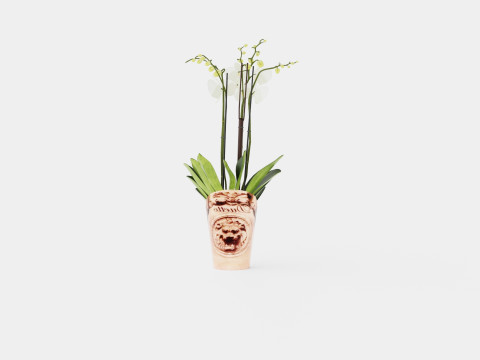 Phalaenopsis hybrid Duetto 4 branch Modelo 3D