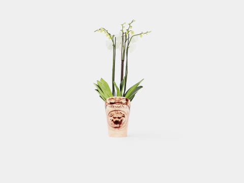 Phalaenopsis hybrid Duetto 4 branch 3D Model