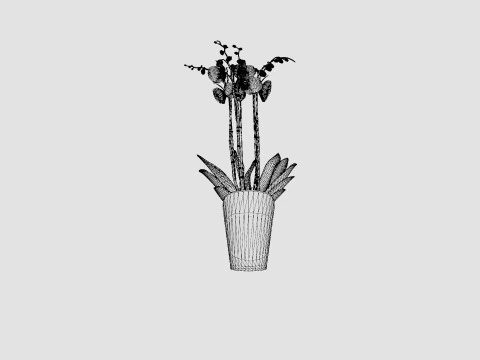 Phalaenopsis hybrid Duetto 4 branch 3D Model