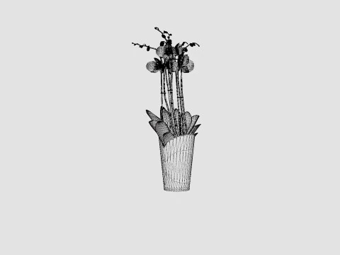 Phalaenopsis hybrid Duetto 4 branch 3D Model
