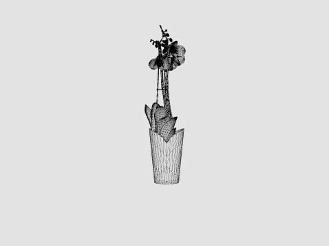 Phalaenopsis hybrid Duetto 4 branch 3D Model