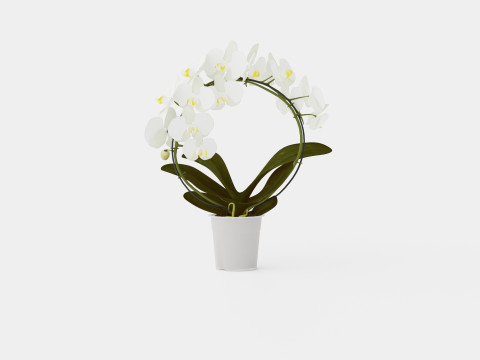 Phalaenopsis Hybrid Bow White 3Dモデル