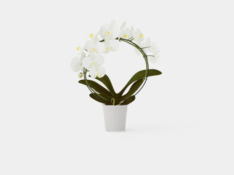 Phalaenopsis-Hybridbogen wei&szlig; 3D Modell