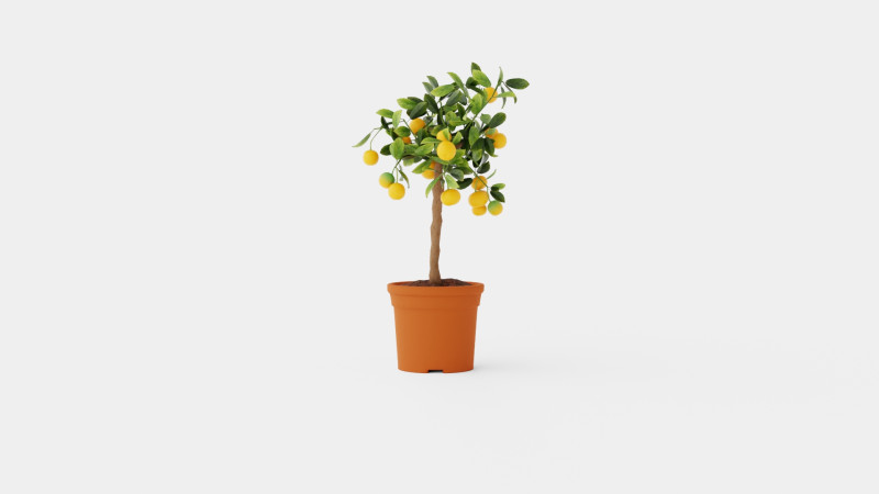 Citrus calamondin stem 3D Model .c4d .max .obj .3ds .fbx .stl .blend 