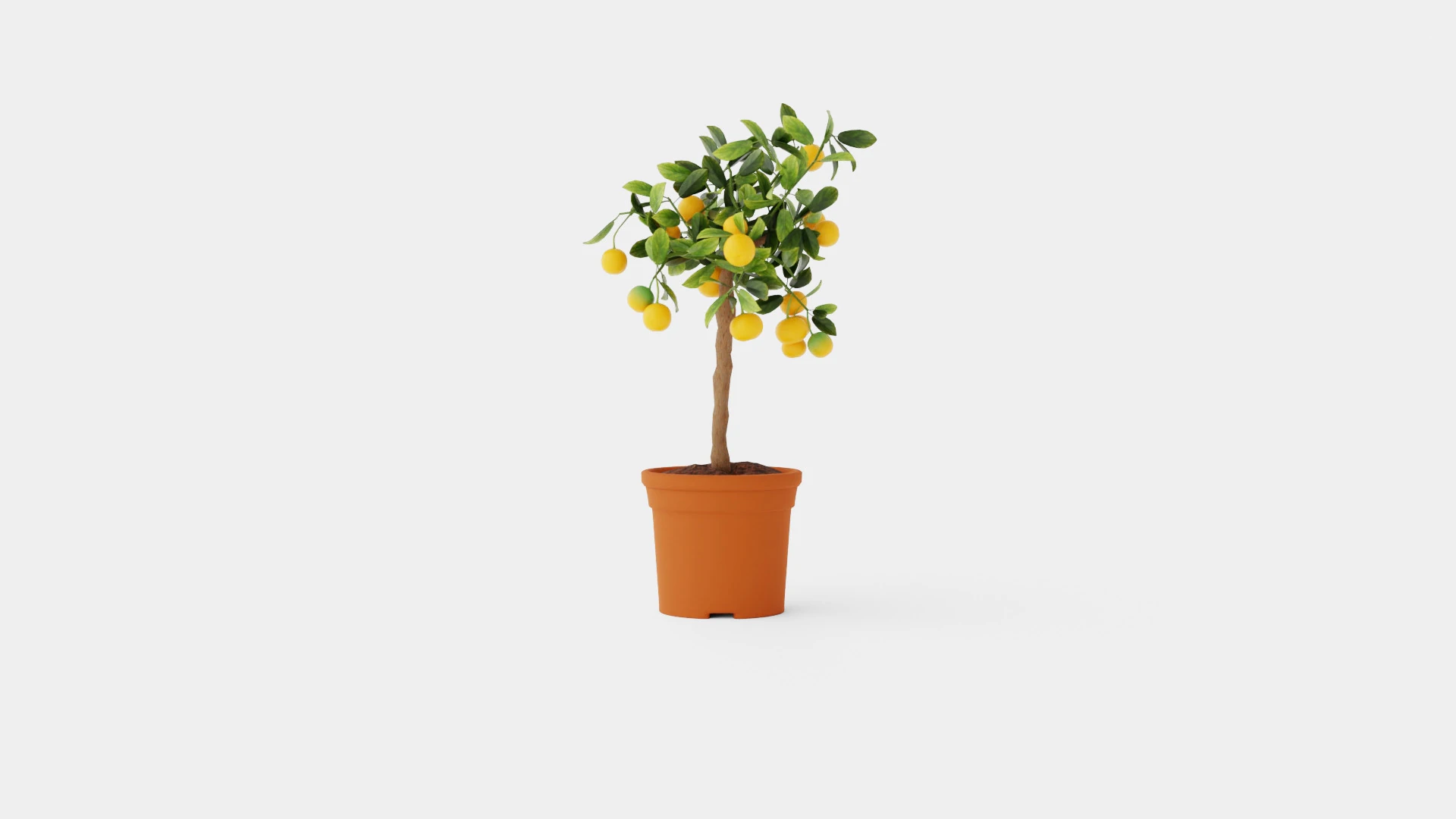 Citrus calamondin stem 3D Model .c4d .max .obj .3ds .fbx .stl .blend 