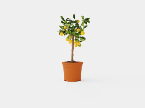 Citrus calamondin stem 3D Model