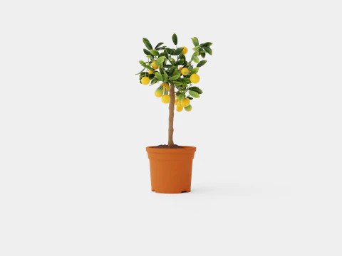Citrus calamondin stem 3D Model