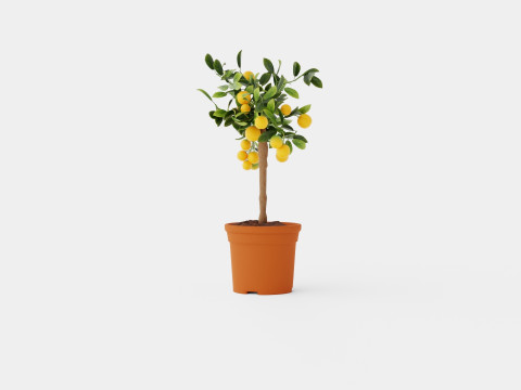 Citrus calamondin stem 3D Model