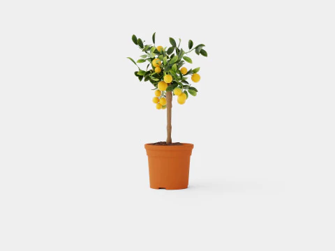Citrus calamondin stem 3D Model