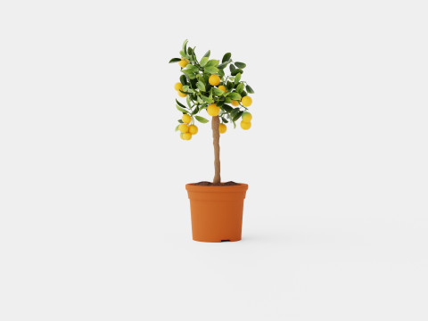 Citrus calamondin stem 3D Model
