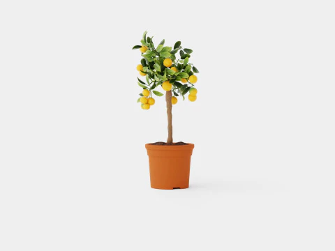 Citrus calamondin stem 3D Model