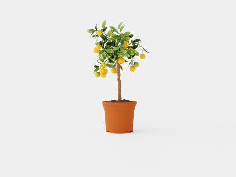 Citrus calamondin stem 3D Model