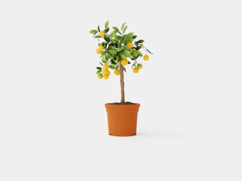 Citrus calamondin stem 3D Model