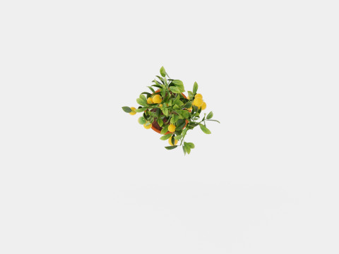 Citrus calamondin stem 3D Model