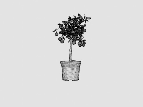 Citrus calamondin stem 3D Model