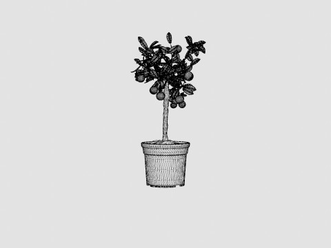 Citrus calamondin stem 3D Model