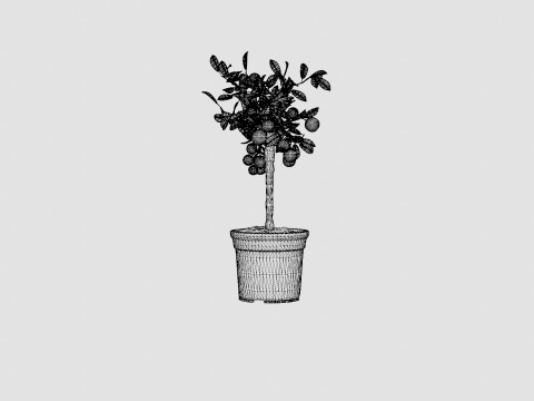 Citrus calamondin stem 3D Model