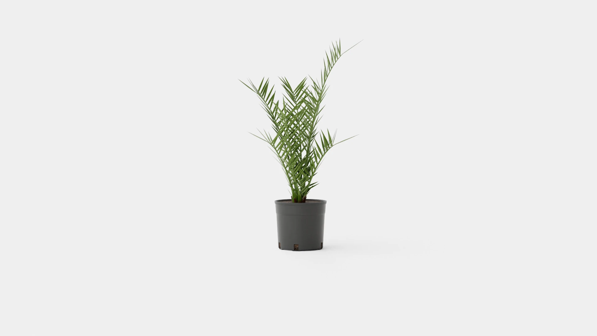 Phoenix canariensis 3D Model .c4d .max .obj .3ds .fbx .stl .blend 