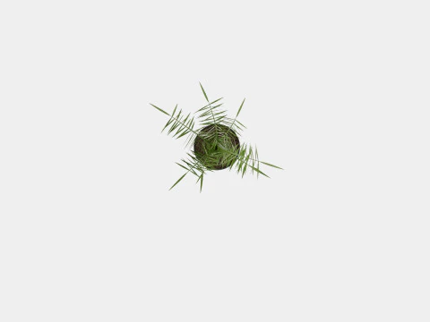 Phoenix canariensis 3D Model