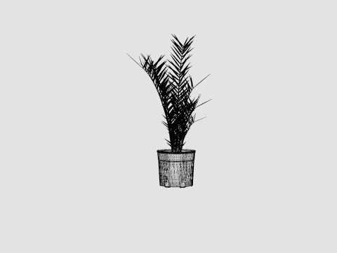 Phoenix canariensis 3D Model