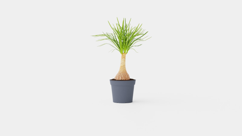 Beaucarnea Recurvata stem 3D मॉडल .c4d .max .obj .3ds .fbx .stl .blend 