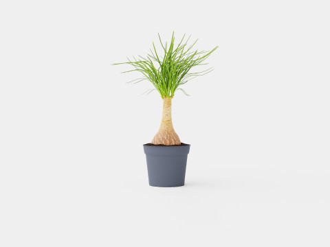Beaucarnea Recurvata stem 3D मॉडल