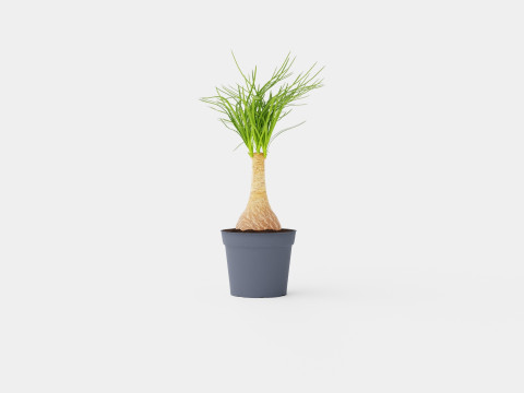 Beaucarnea Recurvata stem 3D मॉडल