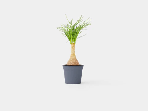 Beaucarnea Recurvata stem 3D Model