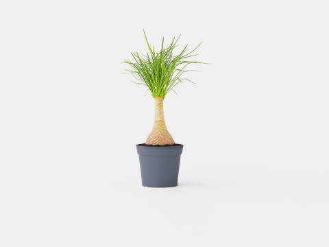 Beaucarnea Recurvata stem 3D मॉडल