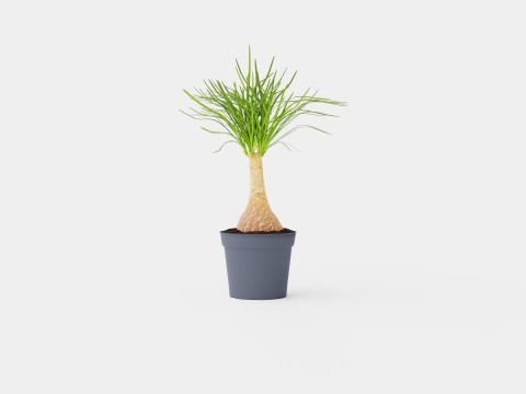 Beaucarnea Recurvata stem 3D मॉडल
