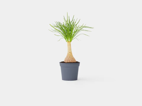 Beaucarnea Recurvata stem 3D Model