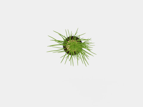Beaucarnea Recurvata stem 3D मॉडल