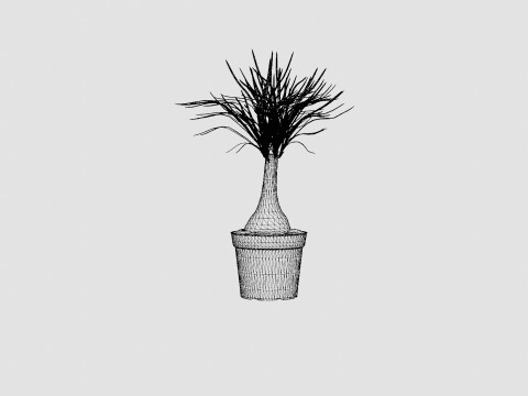 Beaucarnea Recurvata stem 3D मॉडल