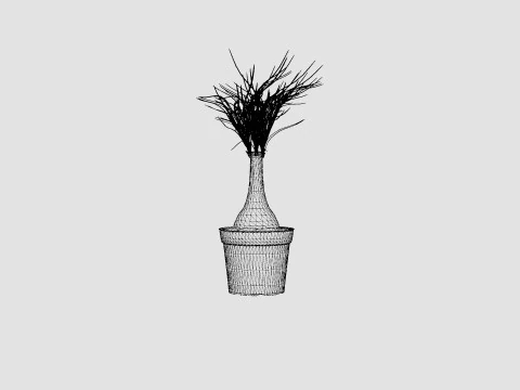 Beaucarnea Recurvata stem 3D Model