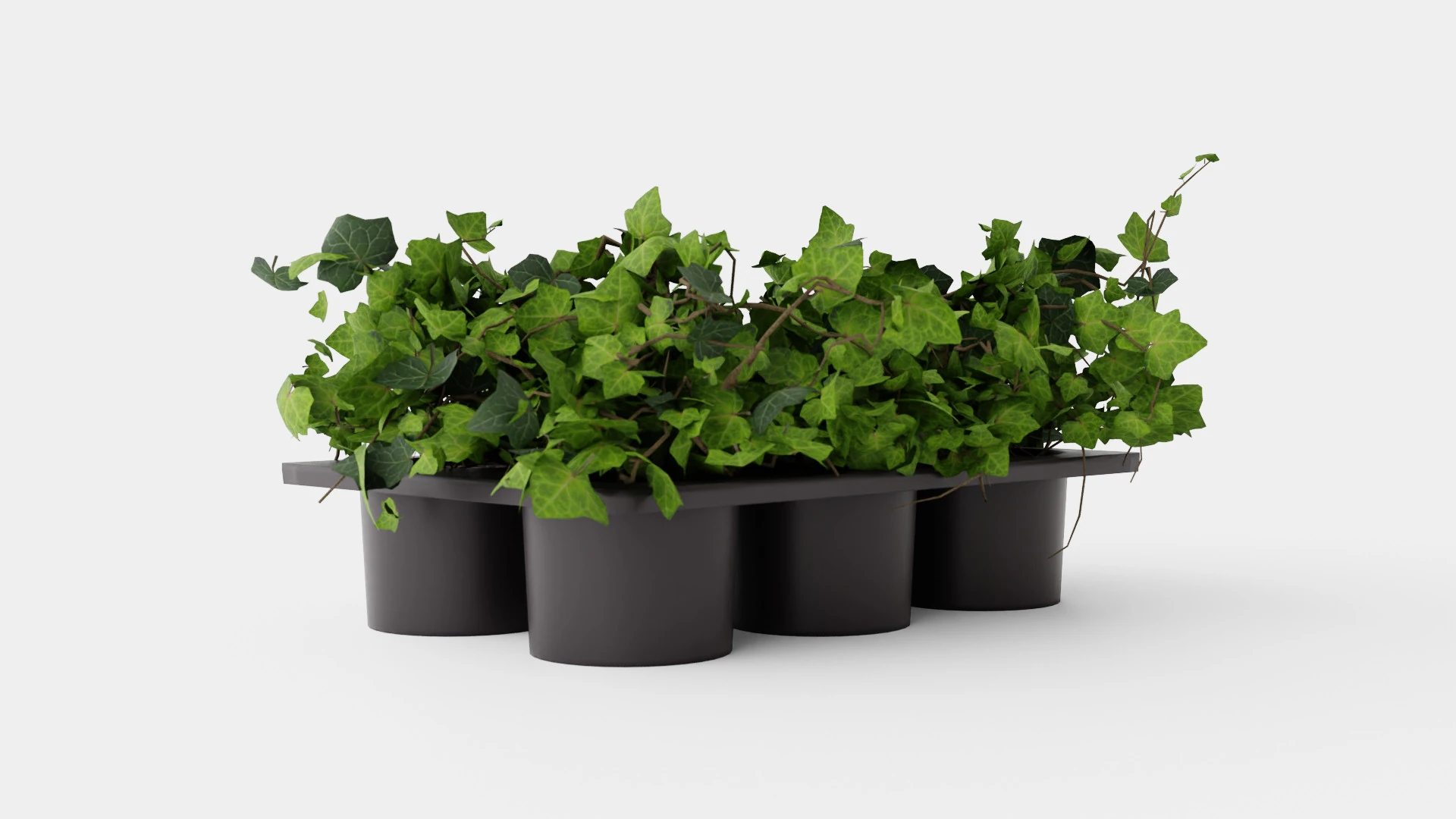 Hedera helix 6 pack 3D Model .c4d .max .obj .3ds .fbx .stl .blend 