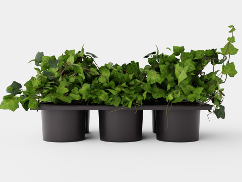 Hedera helix 6 pack Model 3D